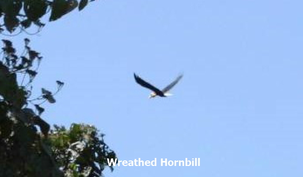 Wreathed hornbill-text